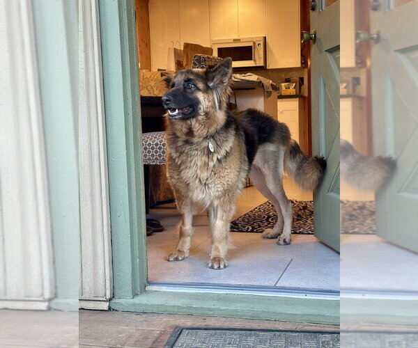 Medium Photo #3 German Shepherd Dog Puppy For Sale in West Sacramento, CA, USA