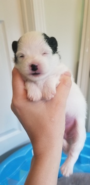 Medium Photo #1 Pomeranian Puppy For Sale in JASPER, GA, USA