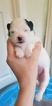 Small Photo #1 Pomeranian Puppy For Sale in JASPER, GA, USA