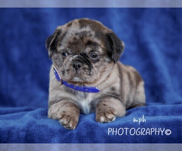 Full screen Photo #3 Jug Puppy For Sale in LIBERTY, KY, USA