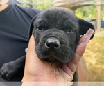 Small #7 Cane Corso-Rottweiler Mix