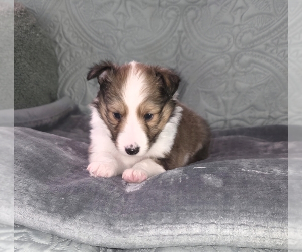 Medium Photo #1 Shetland Sheepdog Puppy For Sale in GEORGETOWN, KY, USA