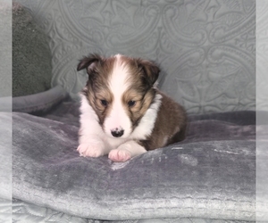 Medium Shetland Sheepdog