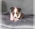 Puppy Puppy 1 Shetland Sheepdog