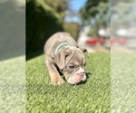 Small #18 English Bulldog