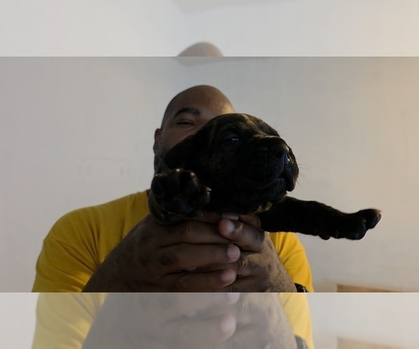 Medium Photo #3 Cane Corso Puppy For Sale in SAINT AUGUSTINE, FL, USA