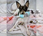 Small #2 Rat Terrier