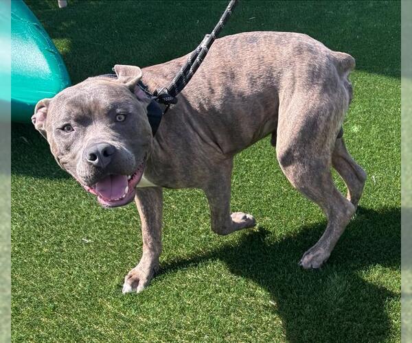 Medium Photo #1 American Staffordshire Terrier-Unknown Mix Puppy For Sale in Grand Prairie, TX, USA