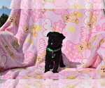 Small Photo #9 Pug-A-Poo Puppy For Sale in MECHANICSVILLE, MD, USA