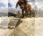 Small Photo #150 Rhodesian Ridgeback Puppy For Sale in MORONGO VALLEY, CA, USA