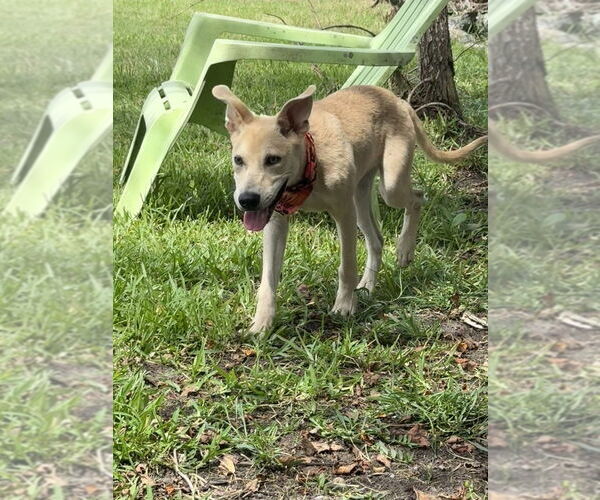 Medium Photo #4 Mutt Puppy For Sale in San Leon, TX, USA