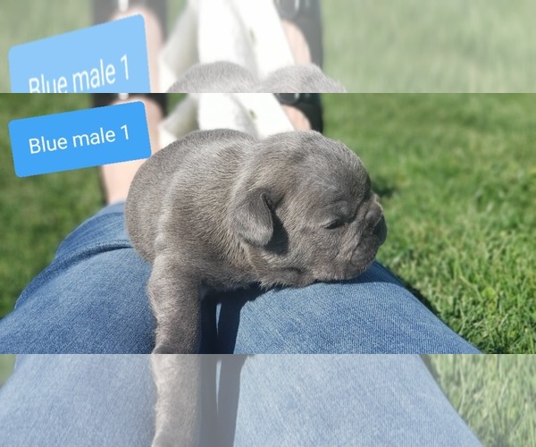 Medium Photo #7 French Bulldog Puppy For Sale in FARMINGTON, MO, USA