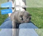Small Photo #7 French Bulldog Puppy For Sale in FARMINGTON, MO, USA