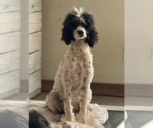Mother of the Poodle (Miniature)-Poodle (Standard) Mix puppies born on 06/29/2026