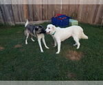 Small #1 Great Pyrenees