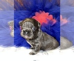 Small Photo #4 French Bulldog Puppy For Sale in MIMS, FL, USA