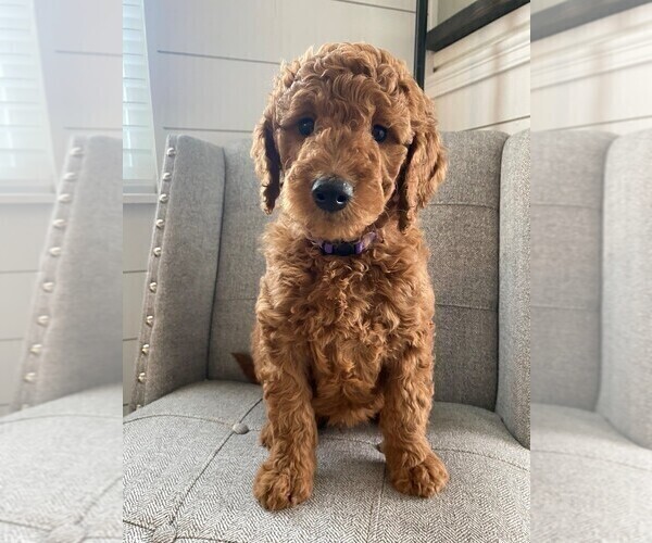Medium Photo #4 Goldendoodle Puppy For Sale in FONTANA, CA, USA