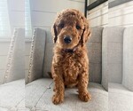 Small Photo #4 Goldendoodle Puppy For Sale in FONTANA, CA, USA