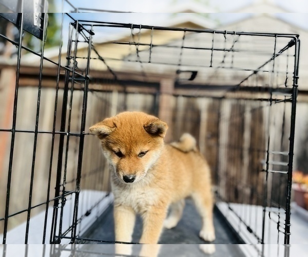 Medium Photo #55 Shiba Inu Puppy For Sale in FREMONT, CA, USA