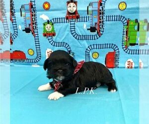 ShihPoo Puppy for sale in WINNSBORO, LA, USA