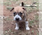 Small #2 Mutt