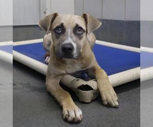 Boxer-Unknown Mix Dogs for adoption in San Antonio, TX, USA