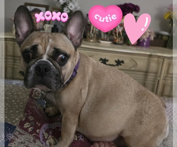 Medium Photo #1 French Bulldog Puppy For Sale in EDISON, NJ, USA