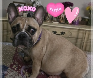 Mother of the French Bulldog puppies born on 07/17/2026