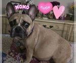 Small Photo #1 French Bulldog Puppy For Sale in EDISON, NJ, USA