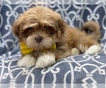 Small Photo #6 Lhasa Apso Puppy For Sale in LAKELAND, FL, USA
