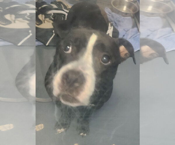Medium Photo #1 American Staffordshire Terrier-Bulldog Mix Puppy For Sale in Oakland Park, FL, USA