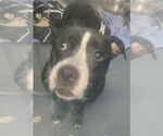 Small American Staffordshire Terrier-Bulldog Mix