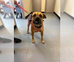 Small #1 Black Mouth Cur Mix