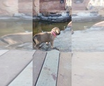 Small #52 Mastiff