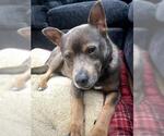 Small #1 German Shepherd Dog Mix