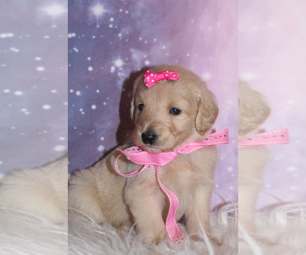 Medium Photo #10 Goldendoodle Puppy For Sale in KISSIMMEE, FL, USA