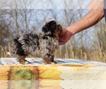 Small #16 ShihPoo