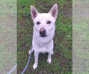 Siberian Husky-Unknown Mix Dogs for adoption in Woodland, CA, USA