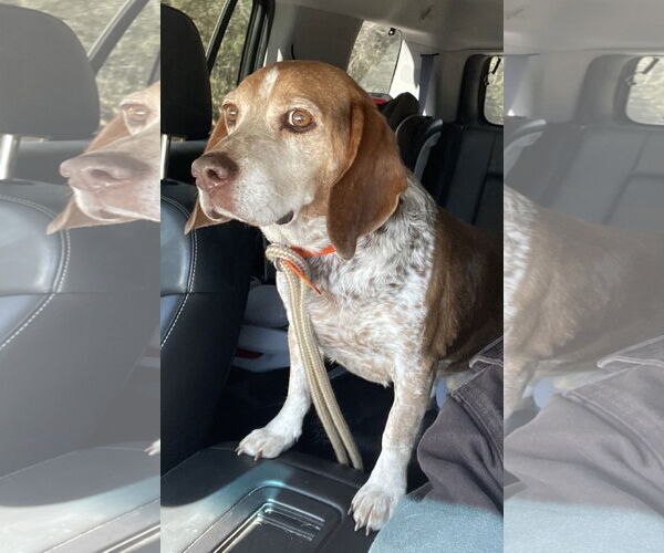 Medium Photo #3 Beagle Puppy For Sale in Dunnellon, FL, USA