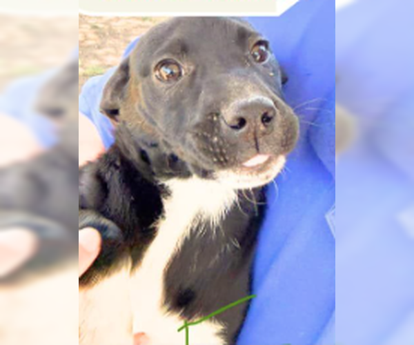 Medium Photo #2 Mutt Puppy For Sale in Coralville, IA, USA