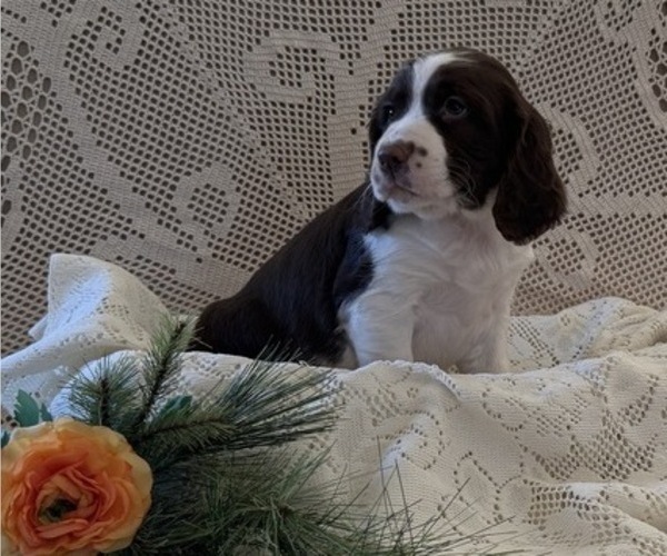 Medium Photo #3 English Springer Spaniel Puppy For Sale in OWEN, WI, USA
