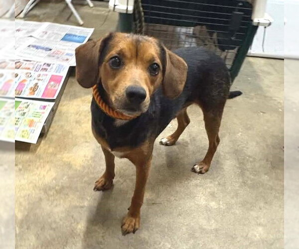 Medium Photo #11 Beagle-Unknown Mix Puppy For Sale in Dunnellon, FL, USA