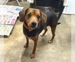 Small #10 Beagle Mix