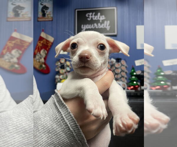 Medium Photo #1 Chihuahua Puppy For Sale in Campbell, CA, USA