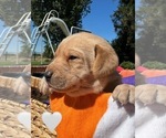 Small #1 Labrador Retriever