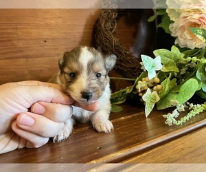 Shetland Sheepdog Puppy for sale in KINGSPORT, TN, USA