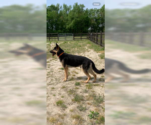 Medium Photo #4 German Shepherd Dog Puppy For Sale in LOGANVILLE, GA, USA