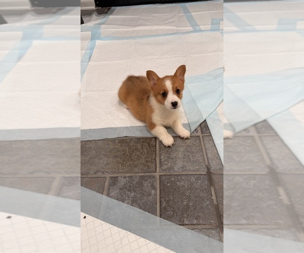 Medium Photo #7 Pembroke Welsh Corgi Puppy For Sale in ADDISON, IL, USA