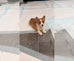 Small #6 Pembroke Welsh Corgi