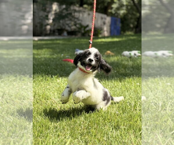 Medium Photo #1 Labrador Retriever Puppy For Sale in Yardley, PA, USA